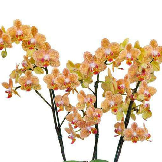 Phalaenopsis Orchid Gold Rush Orange flower featuring rich orange blooms with warm golden tones