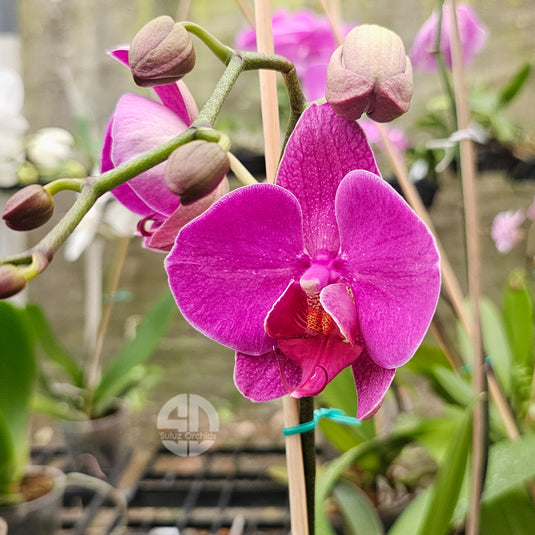 Deep pink Phalaenopsis orchid flower on a healthy indoor plant