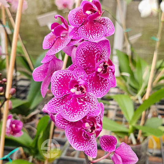 Pink Phalaenopsis orchid with bold petals and vibrant tropical blooms