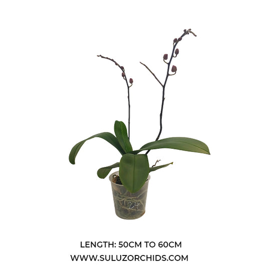 Pink Phalaenopsis orchid plant with vibrant pink flowers, ideal for home and indoor decoration