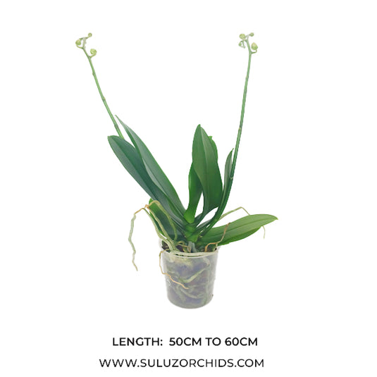 White Phalaenopsis orchid plant with graceful, long-lasting blooms
