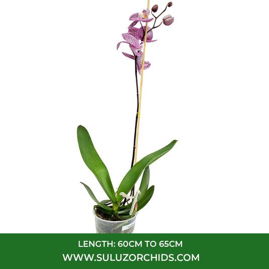 Phalaenopsis Orchid Impulsive Mature Plant With Bud/Flower