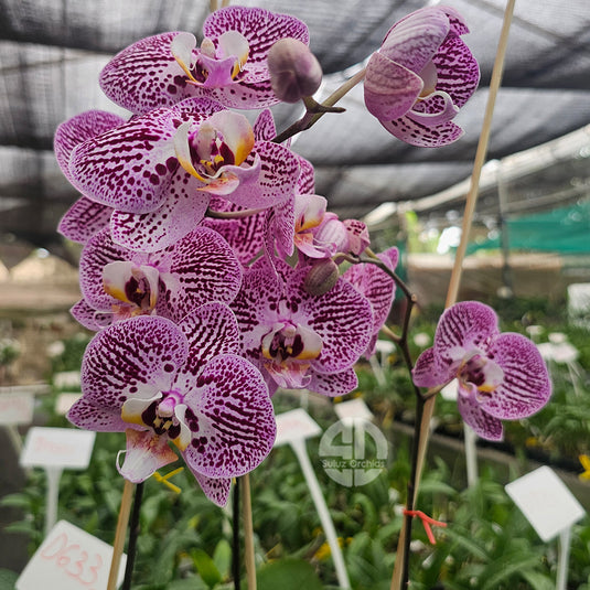 Luxury purple Phalaenopsis orchid featuring long-lasting blooms