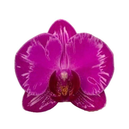 Phalaenopsis Orchid KV754 purple flower