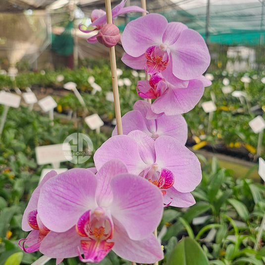 Rich pink Phalaenopsis orchid flowers with graceful petals