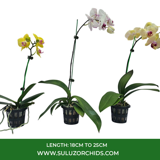 Phalaenopsis orchid deluxe treasure Map mature plant with glossy green leaves and arching spike with buds or speckled blooms