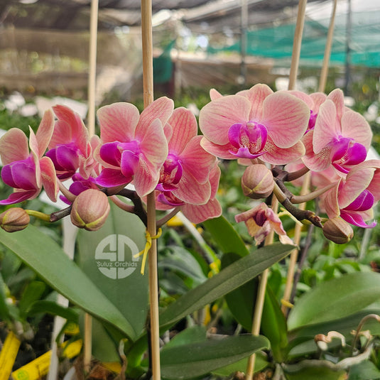 Phalaenopsis orchid deep pink and red midnight sun flower with rich velvety tones