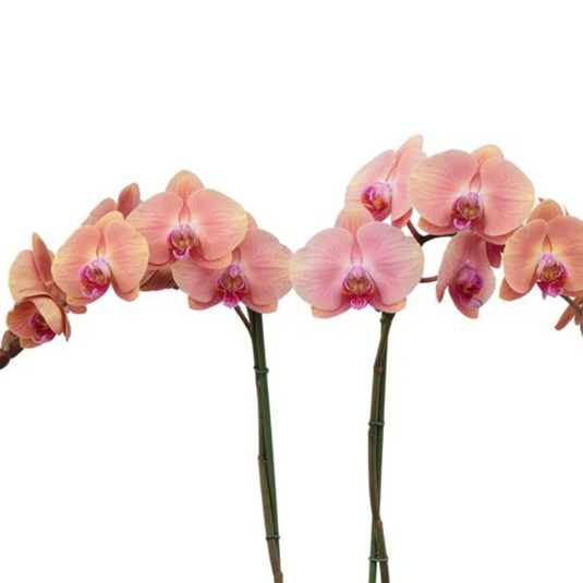 Phalaenopsis Orchid Midsummer Night Mature Plant With Bud/Flower