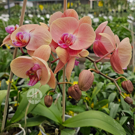 Phalaenopsis Orchid Midsummer Night Mature Plant With Bud/Flower