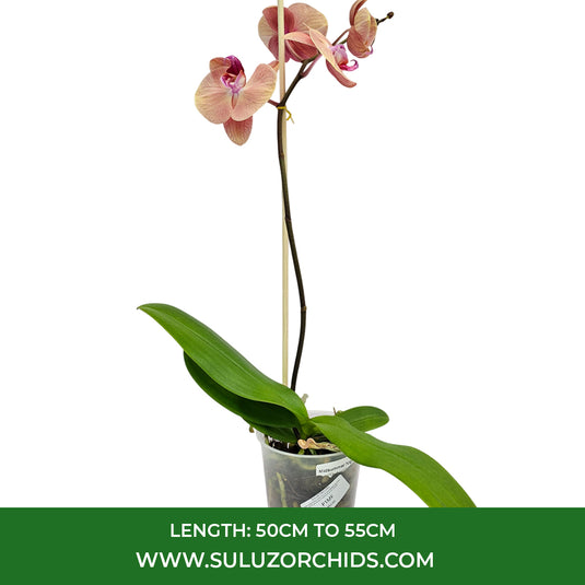 Phalaenopsis Orchid Midsummer Night Mature Plant With Bud/Flower