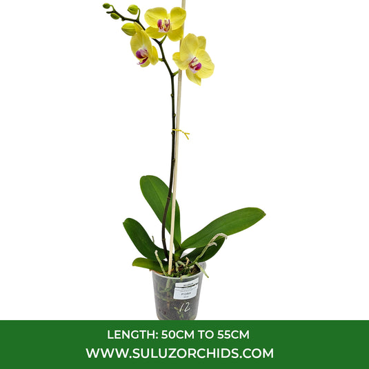yellow Phalaenopsis orchid plant with soft golden petals and tropical charm