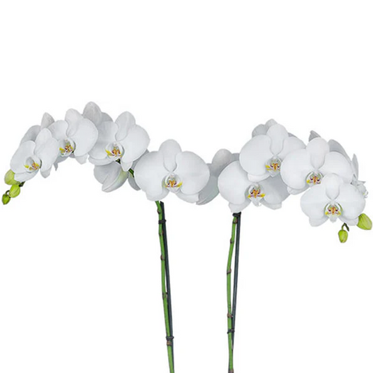 Beautiful White Phalaenopsis orchid with soft petals and vibrant tropical blooms