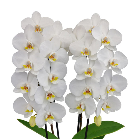 Phalaenopsis Navigator Mature Plant With Bud/Flower