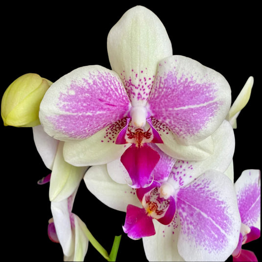 Phalaenopsis Orchid Plant - Octopus Medium Stage