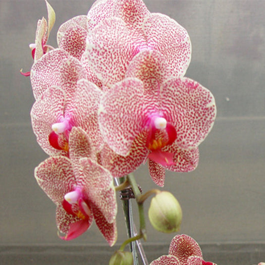 Phalaenopsis Orchid OX 1178 red flower
