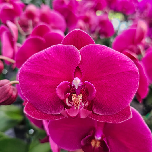 Phalaenopsis Orchid PHALA4028 Mature Plant - With Bud/Flower