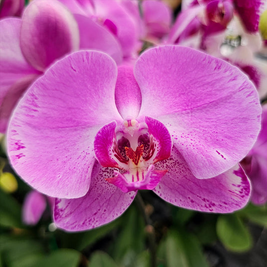Phalaenopsis Orchid PHALA5211 Mature Plant - With Bud/Flower