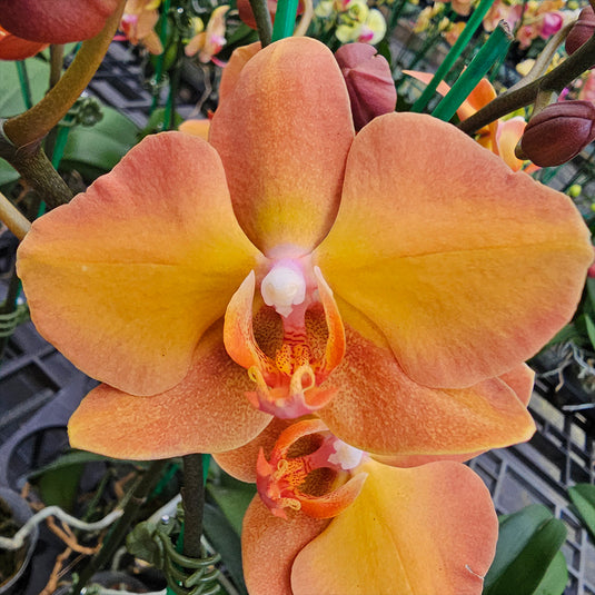 Phalaenopsis Orchid PL0998 Mature Plant - With Bud/Flower
