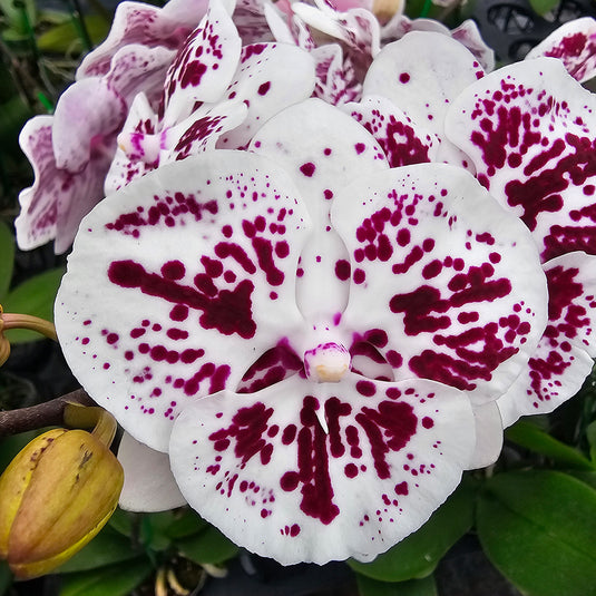 Phalaenopsis orchid PL9204 elegant white and purple patterned flower