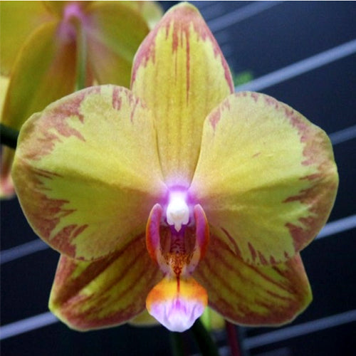 Phalaenopsis Orchid KVRGS red-yellow flower