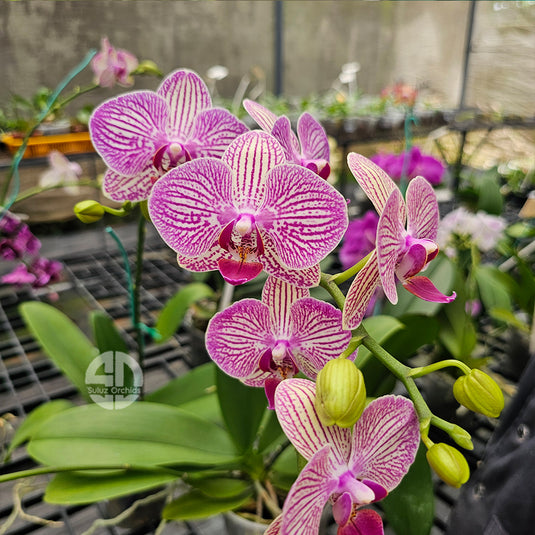 Phalaenopsis Orchid Arcadia Mature Plant With Bud/Flower