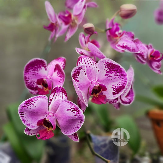 Phalaenopsis Orchid Ciclo pink-purple flower