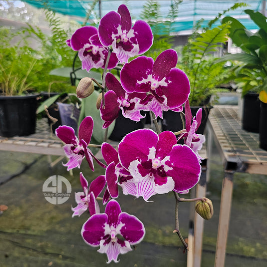 Phalaenopsis Orchid Plant - Divine Wine Mature