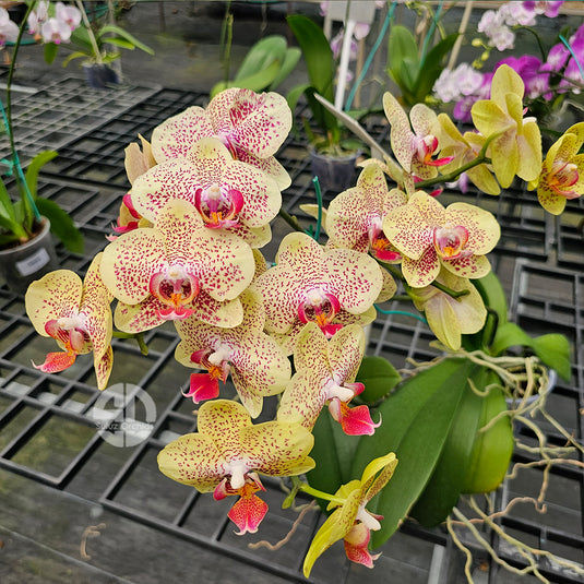 Phalaenopsis Orchid Plant - Fancy Freckles Mature