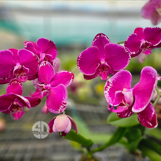 Phalaenopsis Orchid Fancy Fusheng Purple Rose pink flower