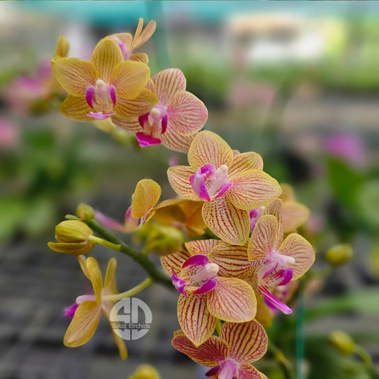 Phalaenopsis Orchid Passion Fruit yellow flower