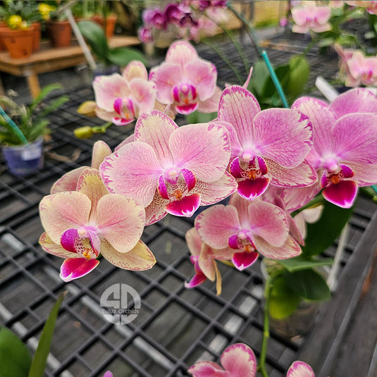 Phalaenopsis Orchid Pirate Picotee orange-pink flower
