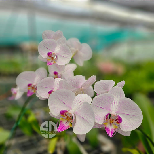 Phalaenopsis Orchid Razzle Dazzle white flower.