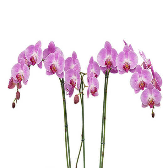 Rich pink Phalaenopsis orchid flowers with graceful petals