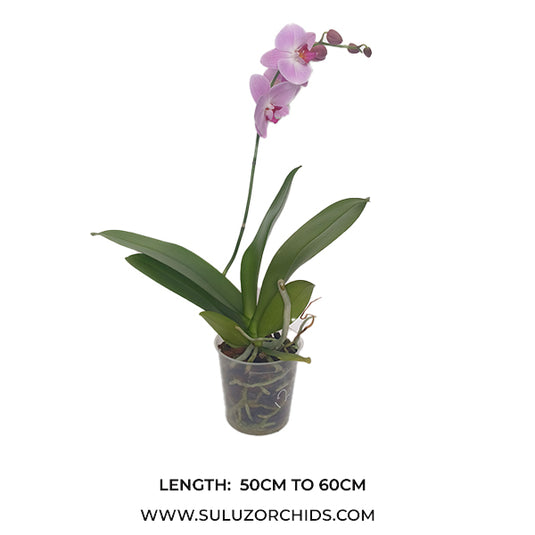 Graceful pink Phalaenopsis orchid with soft petals, ideal for indoor décor, living rooms