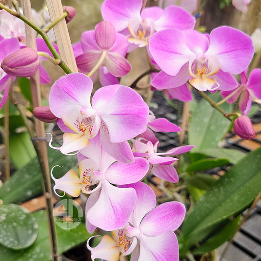 Phalaenopsis orchid pink flower with fine purple dust speckled pattern