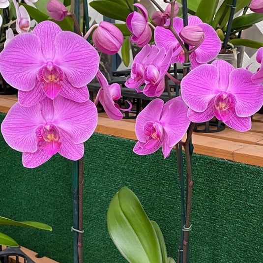 Phalaenopsis Orchid True Hero Mature Plant With Bud/Flower