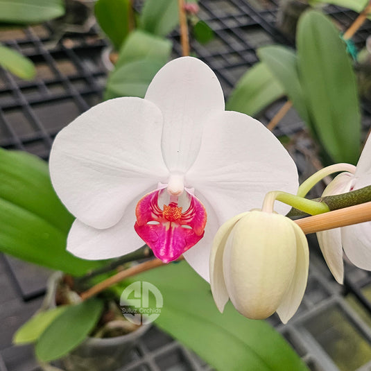 Elegant White Phalaenopsis orchid showcasing soft petals and tropical beauty