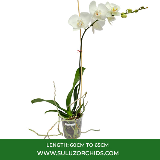 White Phalaenopsis orchid plant featuring long-lasting flowers