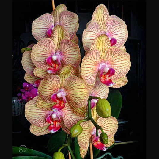 Phalaenopsis Orchid Showpiece Mature Plant With Bud/Flower