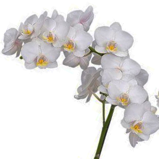 Phalaenopsis Orchid Snow Flake White flower featuring bright pure white blooms with clean crisp petals and subtle creamy undertones