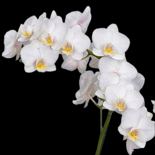 Phalaenopsis Orchid Plant - Snow Flake Medium Stage