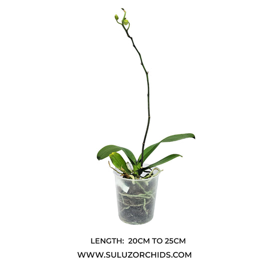 Phalaenopsis orchid Spilled Ink mature plant with buds and green leaves ready to flower