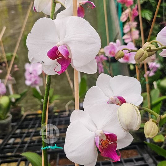 Elegant White Phalaenopsis orchid showcasing soft petals and tropical beauty