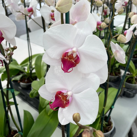 Phalaenopsis Orchid Plant - Splendid Medium Stage