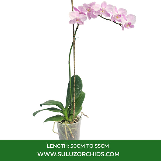 Phalaenopsis Orchid Spring Glow Mature Plant With Bud/Flower