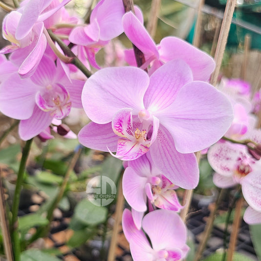 Phalaenopsis orchid Spring Glow flower in pink blooms