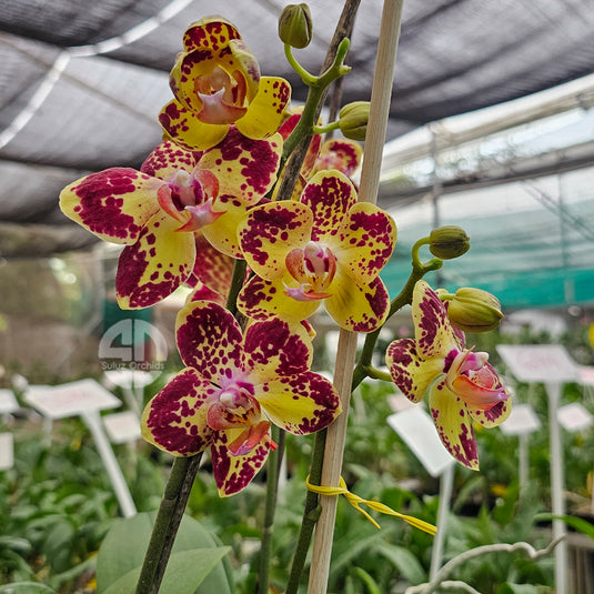 Beautiful yellow and red Phalaenopsis orchid with bold bi-color petals and tropical elegance