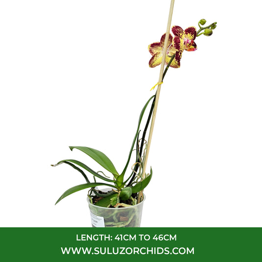 Yellow red mix Phalaenopsis orchid plant with vibrant bi-color blooms, perfect for home and indoor décor