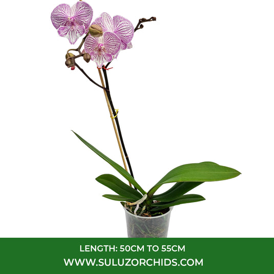 Phalaenopsis Orchid Striped Melody Mature Plant With Bud/Flower