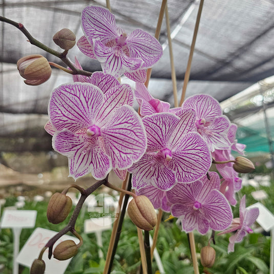 Graceful pink Phalaenopsis orchid with soft petals, ideal for indoor décor, living rooms, and office environments.